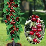 Саджанець Вишня колоновидна Малютка в контейнері